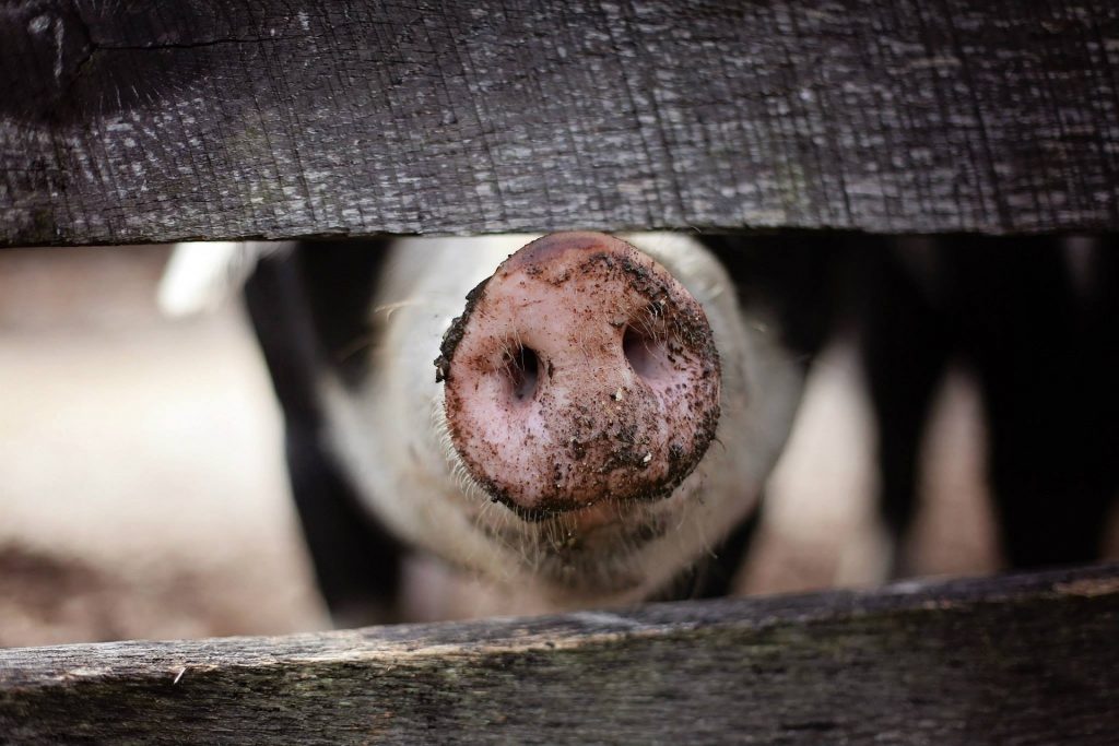 Bild, welches ein Schwein zeigt, das seine Schnauze durch einen Zaun streckt.